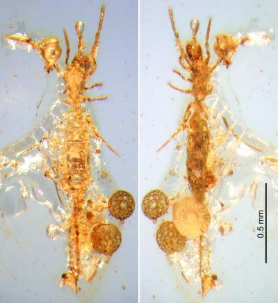 <I>Electrokoenenia yaksha</I>