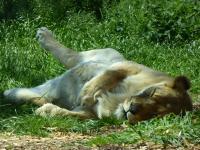Relaxed Llion