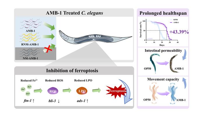 Magnetotactic Bacteria Show Potential for Extending Healthy Lifespan