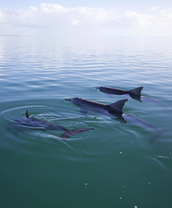 Male Dolphins / Shark Bay