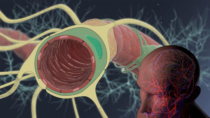 Wyss Institute Brain-Targeting Program
