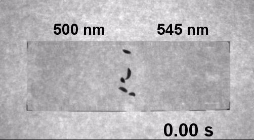 What Can Headless Flatworms Teach Us About Vision? (3 of 9)