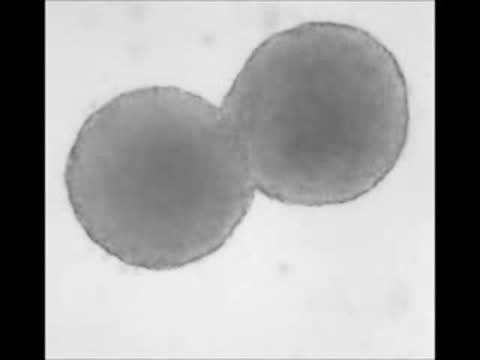 Zebrafish Ectoderm Explants Fusion
