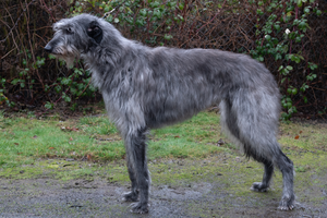 Deerhound