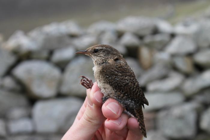 Shetland wren