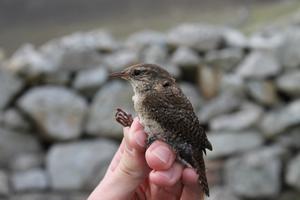 Shetland wren