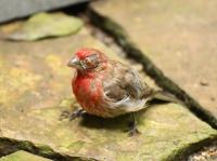 House Finch
