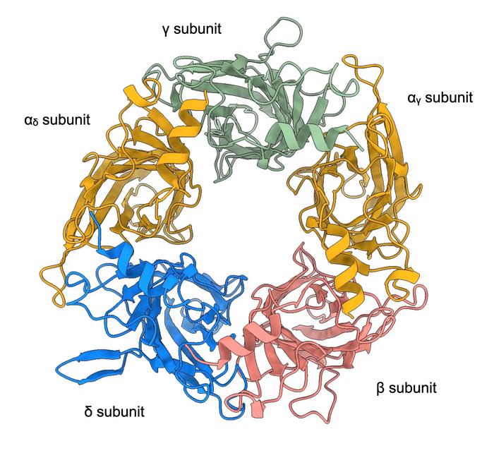 Top-down view of the conformational transition in the extracellular domain from the unliganded to the mono-liganded, and then to the di-liganded state.