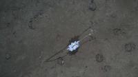Brooding Octopod