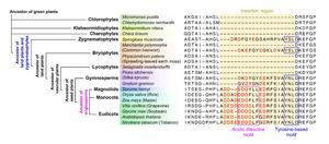 Stepwise Evolution of Insertion Sequences in VAMP72 Proteins Across the Green Plant Lineage