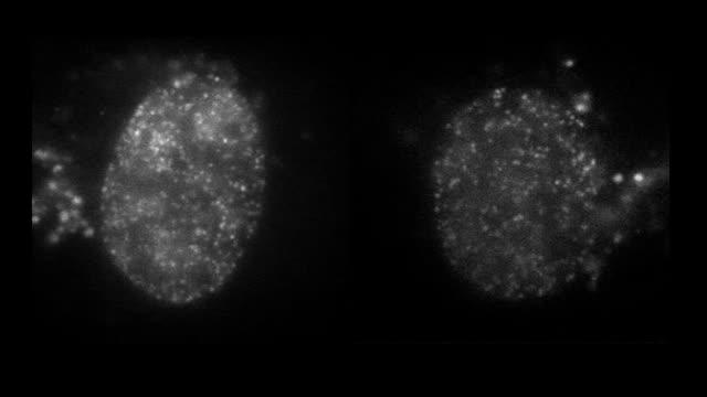 Active RNAPII Restricts Chromatin Movements (2 of 2)