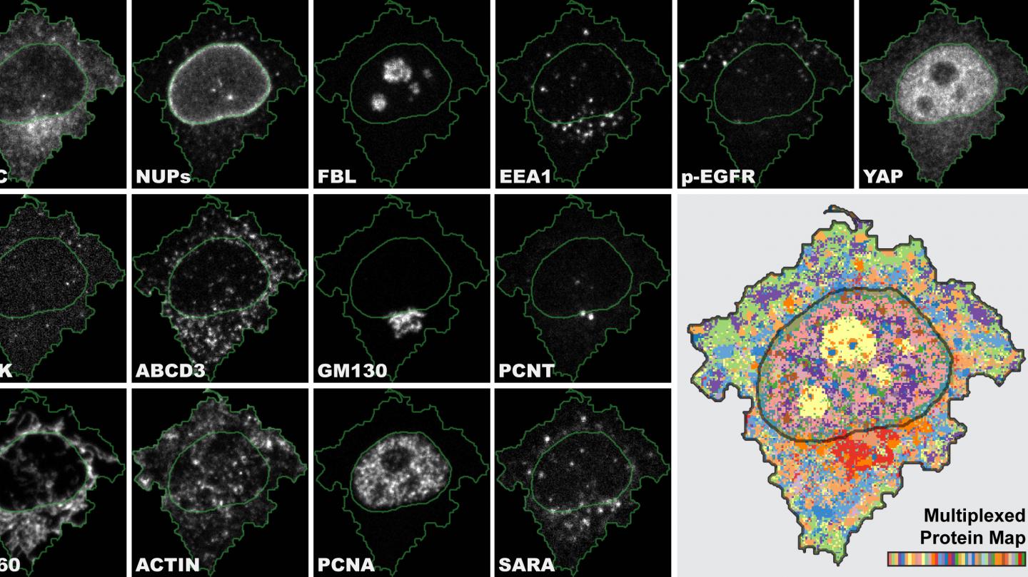 Map of Cellular Organization