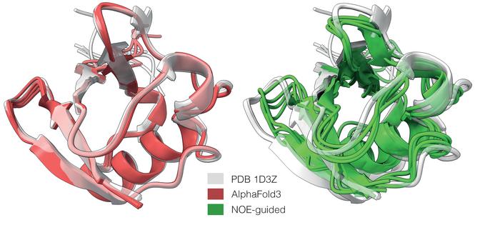 Rather than reducing heterogeneous structures to a single dominant shape, like AlphaFold3 (red), experiment-guided AlphaFold predicts a broader ensemble of ubiquitin conformations using nuclear magnetic resonance (NMR) data (green)
