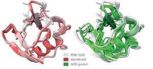 Rather than reducing heterogeneous structures to a single dominant shape, like AlphaFold3 (red), experiment-guided AlphaFold predicts a broader ensemble of ubiquitin conformations using nuclear magnetic resonance (NMR) data (green)