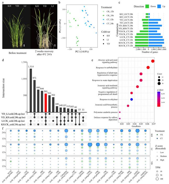 Cold transcriptional responses of the three rice varieties.