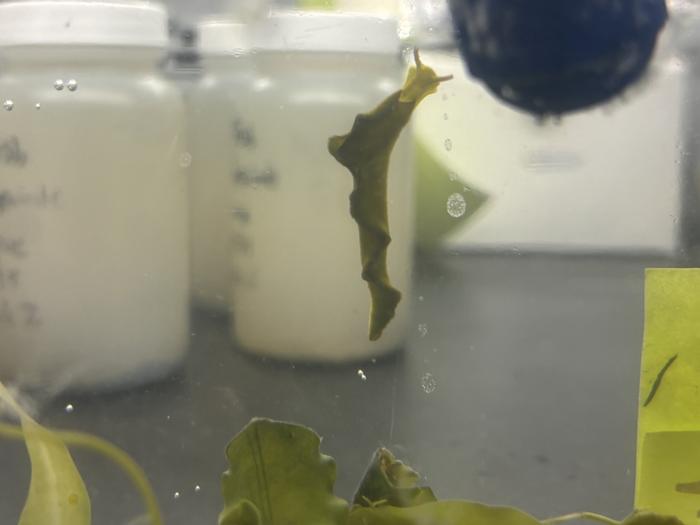 Sea Slug
