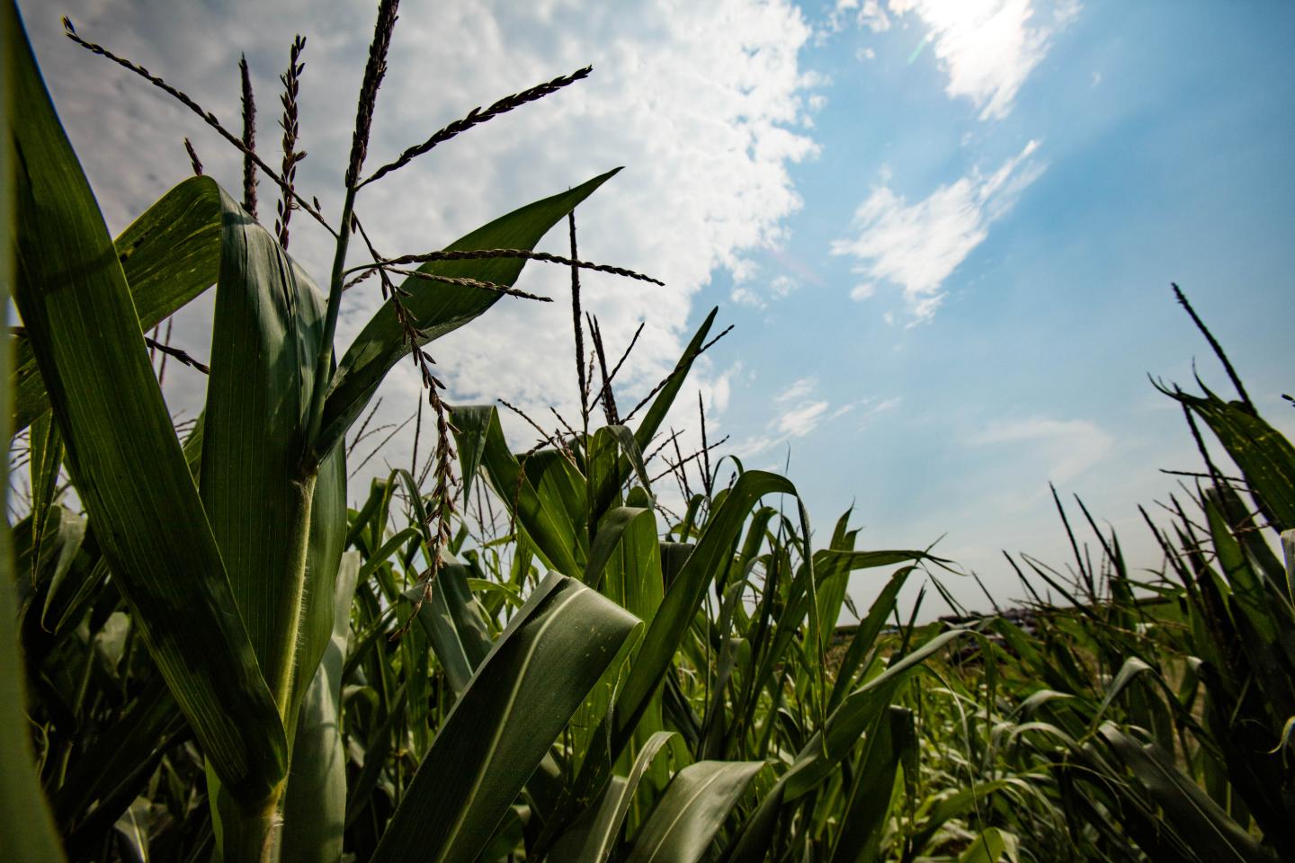 Corn field