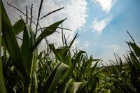 Corn field