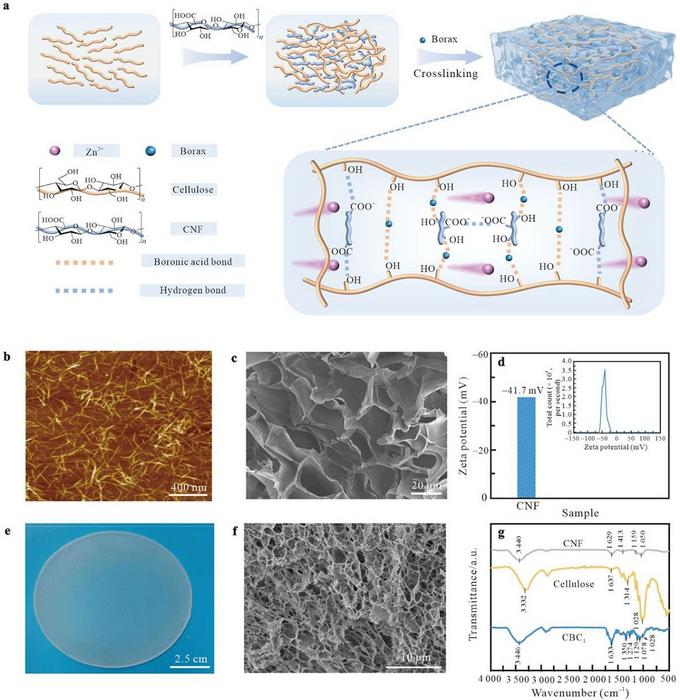 Plant-Based Hydrogel Tames Zinc Dendrites, Pushes Aqueous Batteries Past 1 000 Stable Cycles