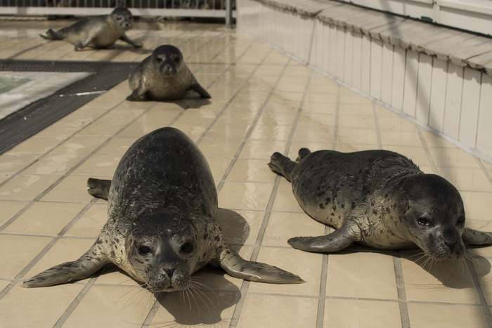 Seal vocal plasticity