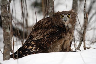 Fish Owl