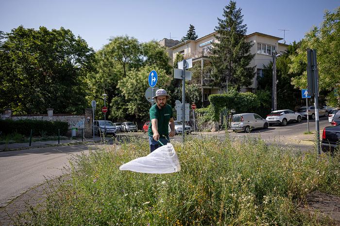 Catching pollinators on a sown flower strip