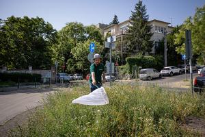 Catching pollinators on a sown flower strip
