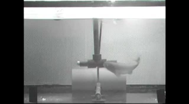 'Hidden Fish' Genus Described for 2 New Weakly Electric Mormyrid Species from Gabon