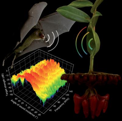 Hear My Nectar: Dish-Shaped Leaves Attract Pollinating Bats (4 of 10)