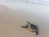 Loggerhead Turtle