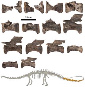 Tail vertebrae of the Diplodocus from El Castellar (Teruel, Spain), together with a figure indicating the studied fossils in dark