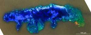 Color_lateral_autofluorescence_Photo