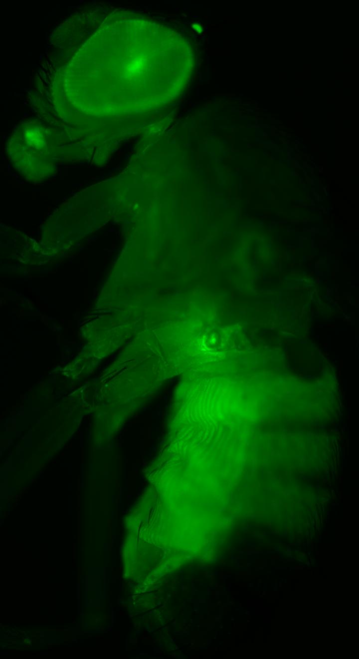 Transgenic Fruit Fly 