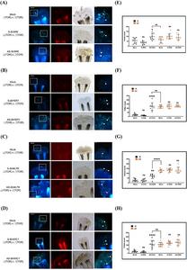Functional characterization of genes during self-incompatibility response.