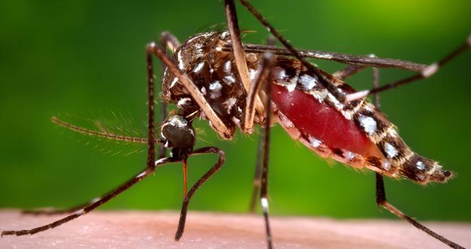 Experimental Insecticide Explodes Mosquitoes, Not Honeybees