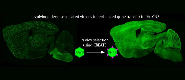 Delivering Genes Across the Blood-Brain Barrier (1 of 2)