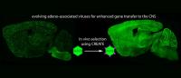Delivering Genes Across the Blood-Brain Barrier (1 of 2)