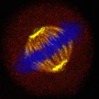 Mitotic Spindle