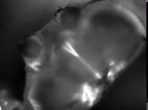 The beating of a fruit fly's "head-heart"
