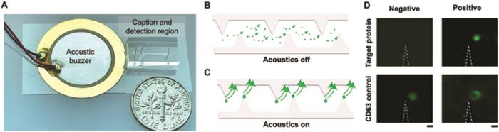 The acoustofluidic platform for capture and detection of sEVs via specific surface markers