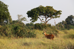 Marsh deer in Amazon forest edge