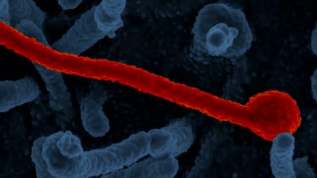 Study Tests Ebola Vaccines