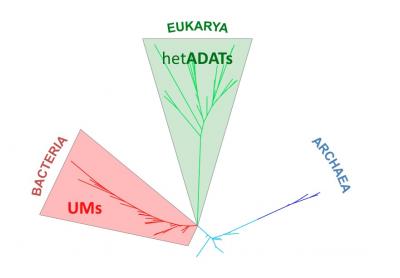 Filogenetic Tree