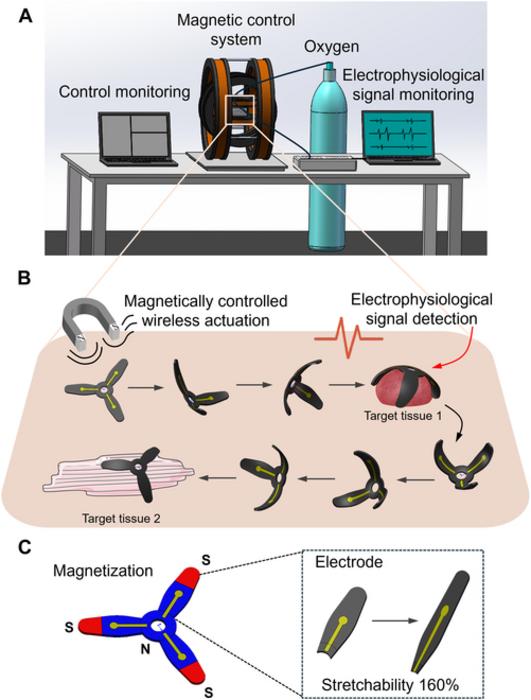 The diagram shows the concept of magnetically actuated soft electrode (MSE) for multisite electrophysiological monitoring of ex vivo tissues.
