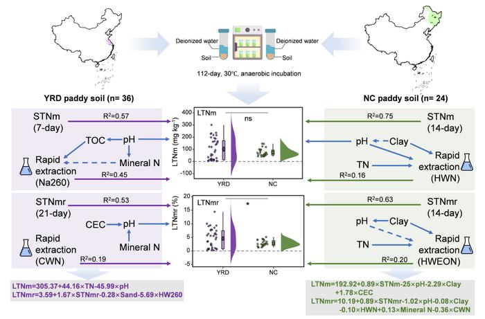 Nitrogen mineralization characteristics, drivers, and prediction in paddy soils of representative regions in the Yangtze River Delta and Northeast China
