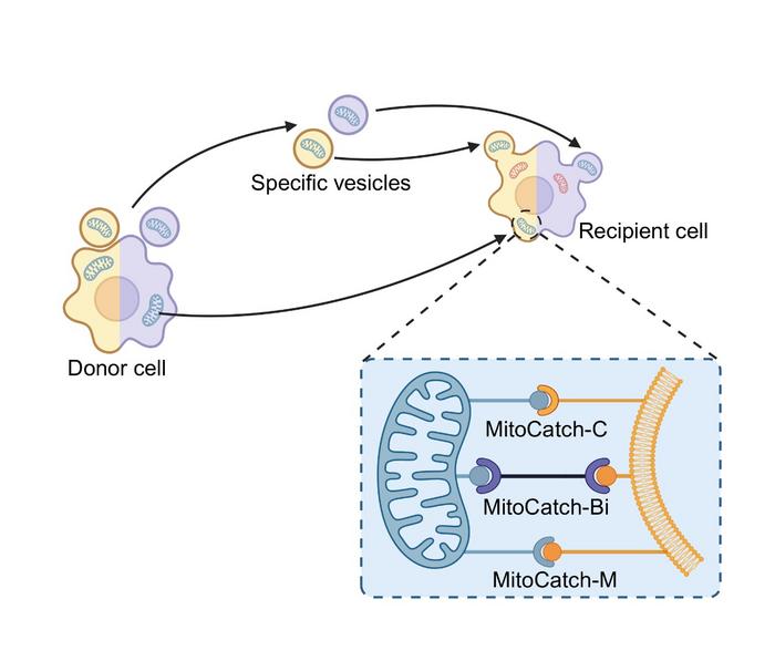 Engineering strategies to enhance the targeting specificity of mitochondrial delivery.