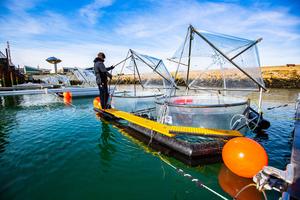 Studying how ocean alkalinity enhancement might work