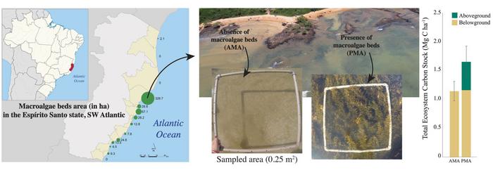Carbon stocks of coastal macroalgal beds in the SW Atlantic