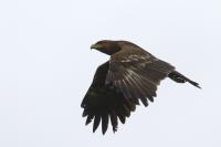Eagle 2