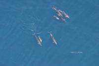 Bottlenose Dolphins
